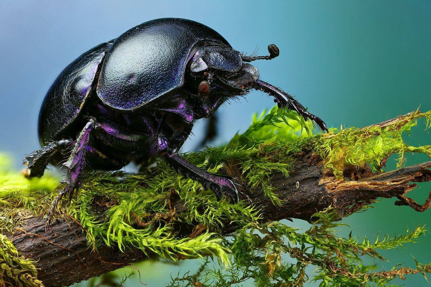 жук,макро,природа,усы,цвет,глаза,синий,зеленый, Андрей Шаповалов