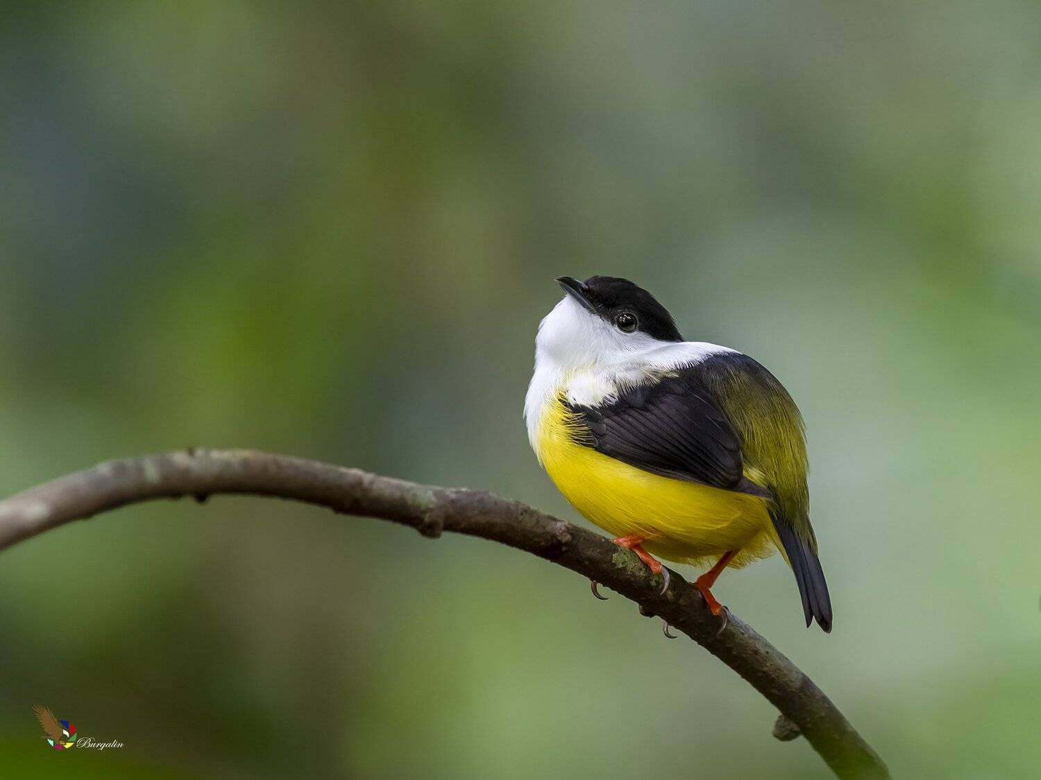 , Fernando Burgalin Sequeira