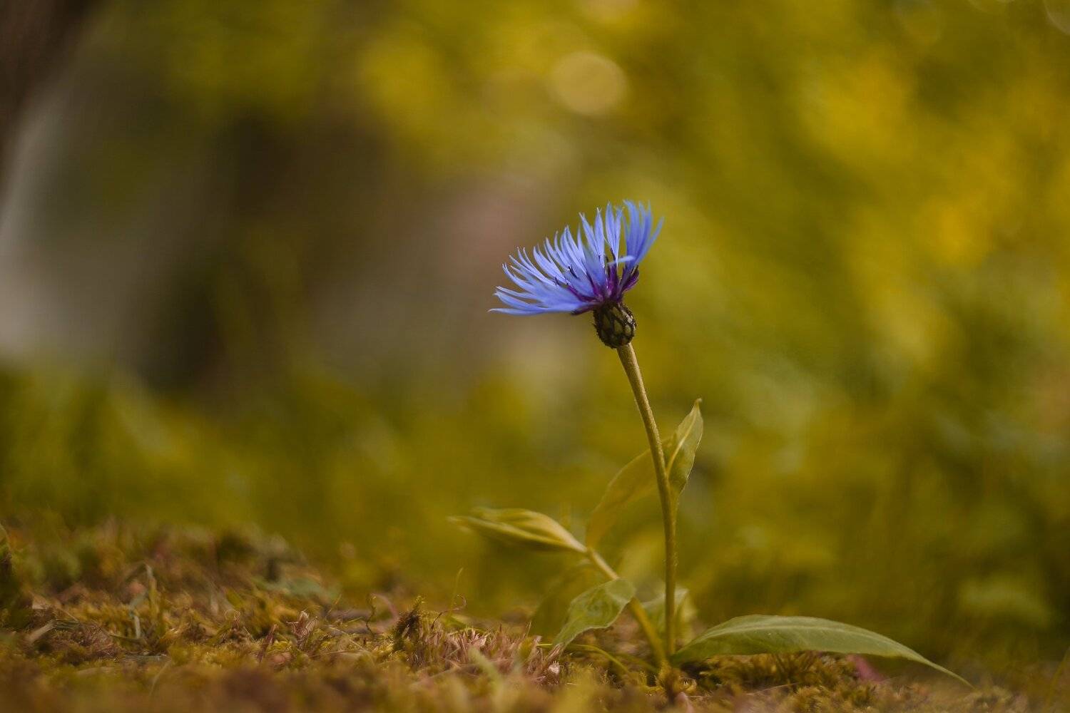, Эдуард Колобошников