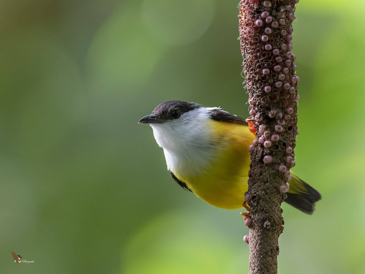 , Fernando Burgalin Sequeira