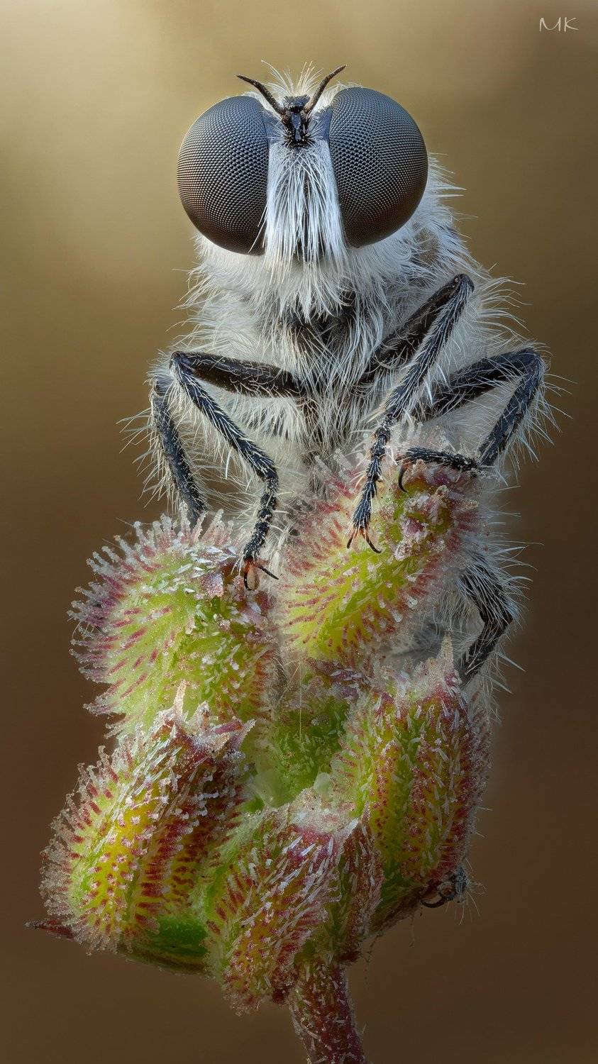 ктырь, robber fly, Miron Karlinsky