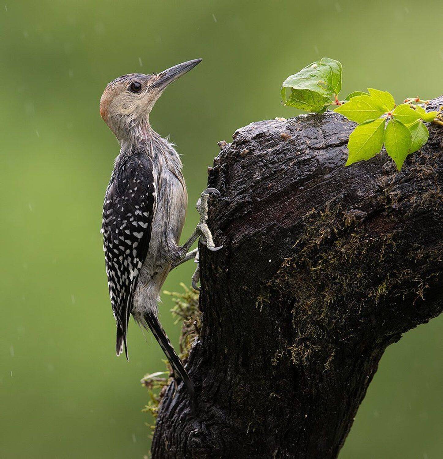 дятел, каролинский меланерпес, red-bellied woodpecker, woodpecker, Elizabeth Etkind