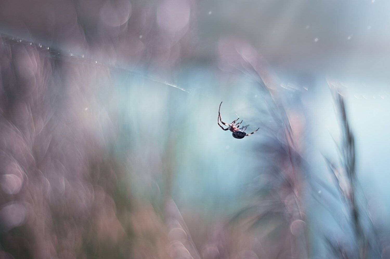 макро, паук, голубой, цвет, природа, лето, Лапшина Владлена