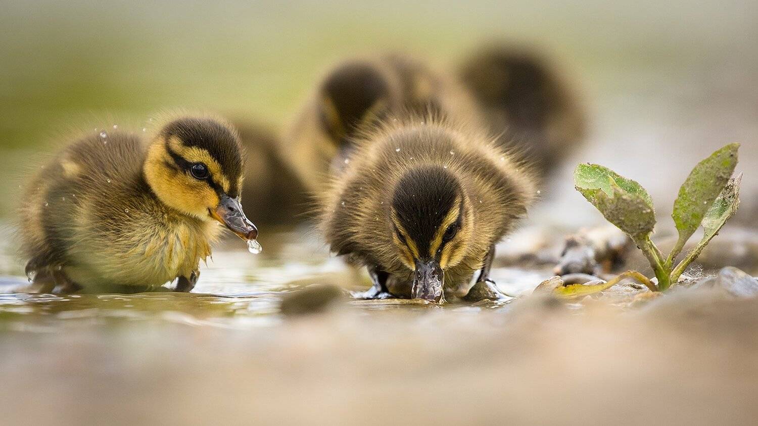 , Robert Adamec