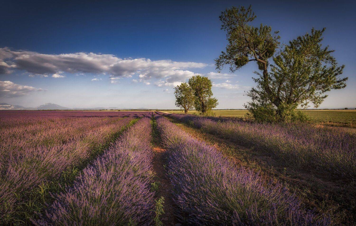 поле, дерево, Александр Безмолитвенный