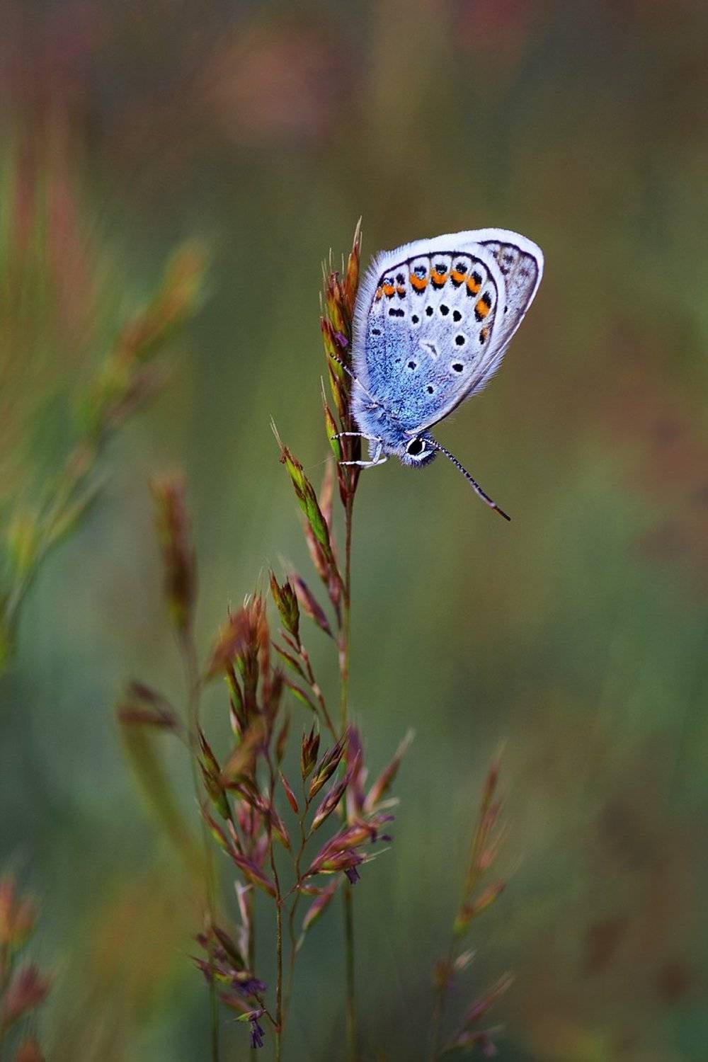 tokina 100 macro, macro lens, beautiful, красивый, moment, момент, nature, природа, wildlife, summer, лето, летняя, spikelets, колоски, insect, насекомое, butterfly, бабочка, голубянка,, Наталья Терентьева