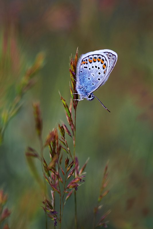 tokina 100 macro, macro lens, beautiful, красивый, moment, момент, nature, природа, wildlife, summer, лето, летняя, spikelets, колоски, insect, насекомое, butterfly, бабочка, голубянка, Момент спокойствия и тишины... фото превью