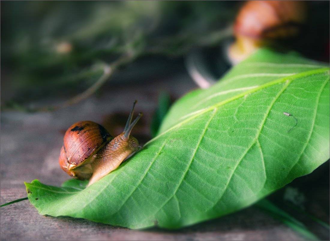 , Александр Хромеев