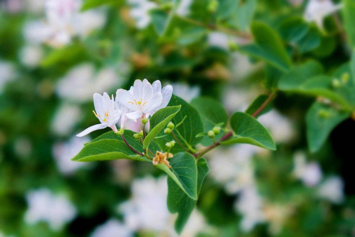 весна, цветы , Александр Потапов