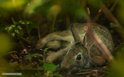 Братец Кролик