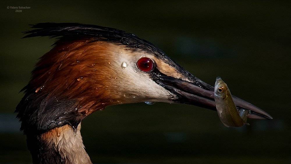 , Валерий Субачев