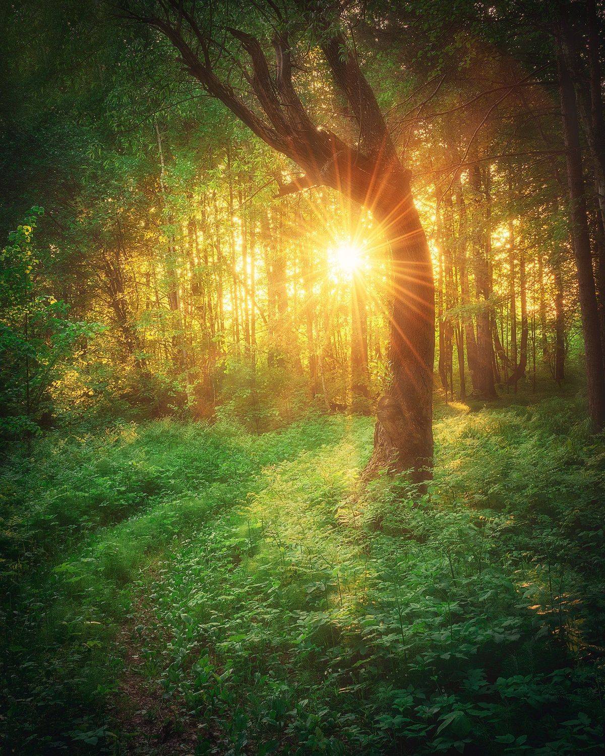 Лес, дерево, солнце, пейзаж, Пермский край, закат, вечер, Кирилл Кузнецов