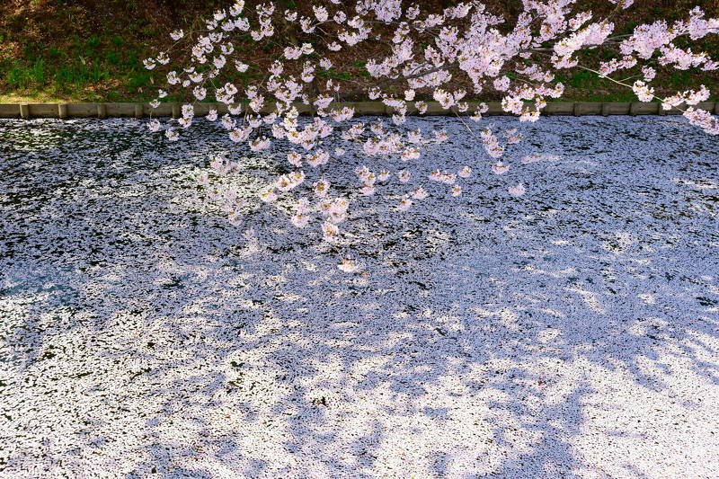 japan, aomori, spring, cherry blossom, petals, sakura, landscape, flower, travel, garden, Cherry blossom petals фото превью