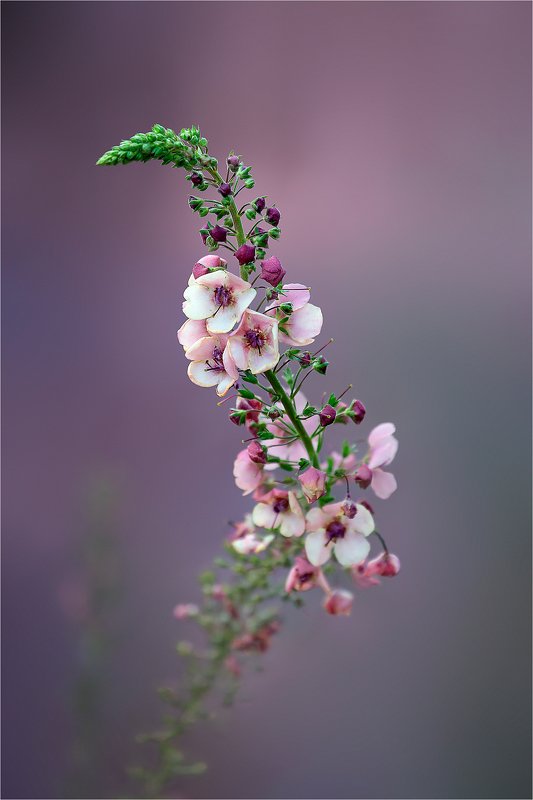 Воспоминаний сон... фото превью