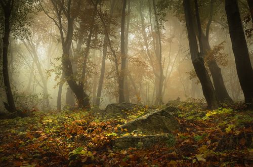 Autumn windows / Осенние окна