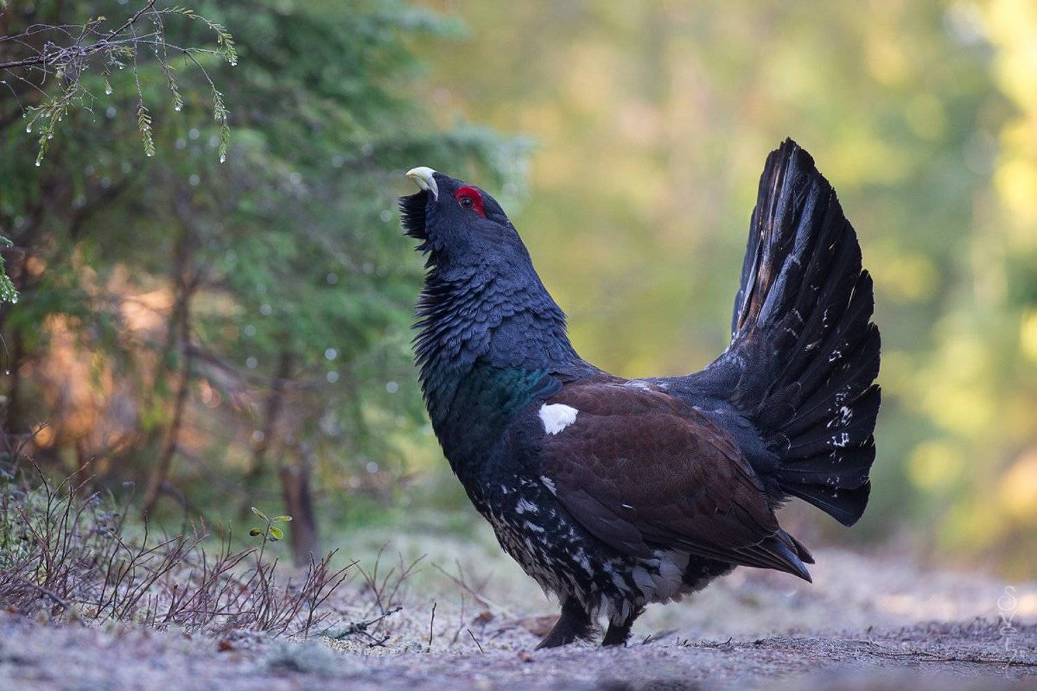глухарь, Байбекова Светлана