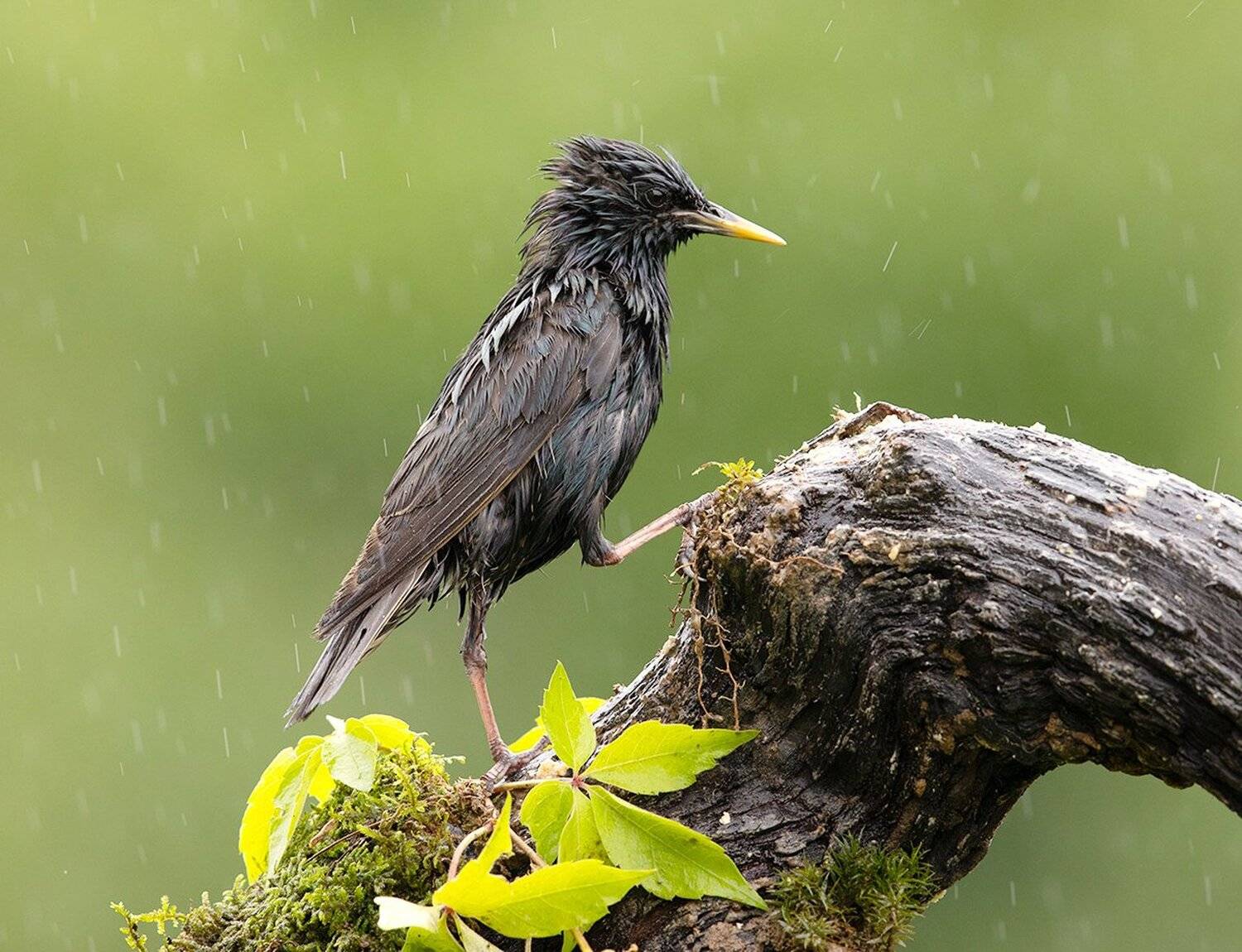 обыкновенный скворец, european starling, скворец, starling, Elizabeth Etkind