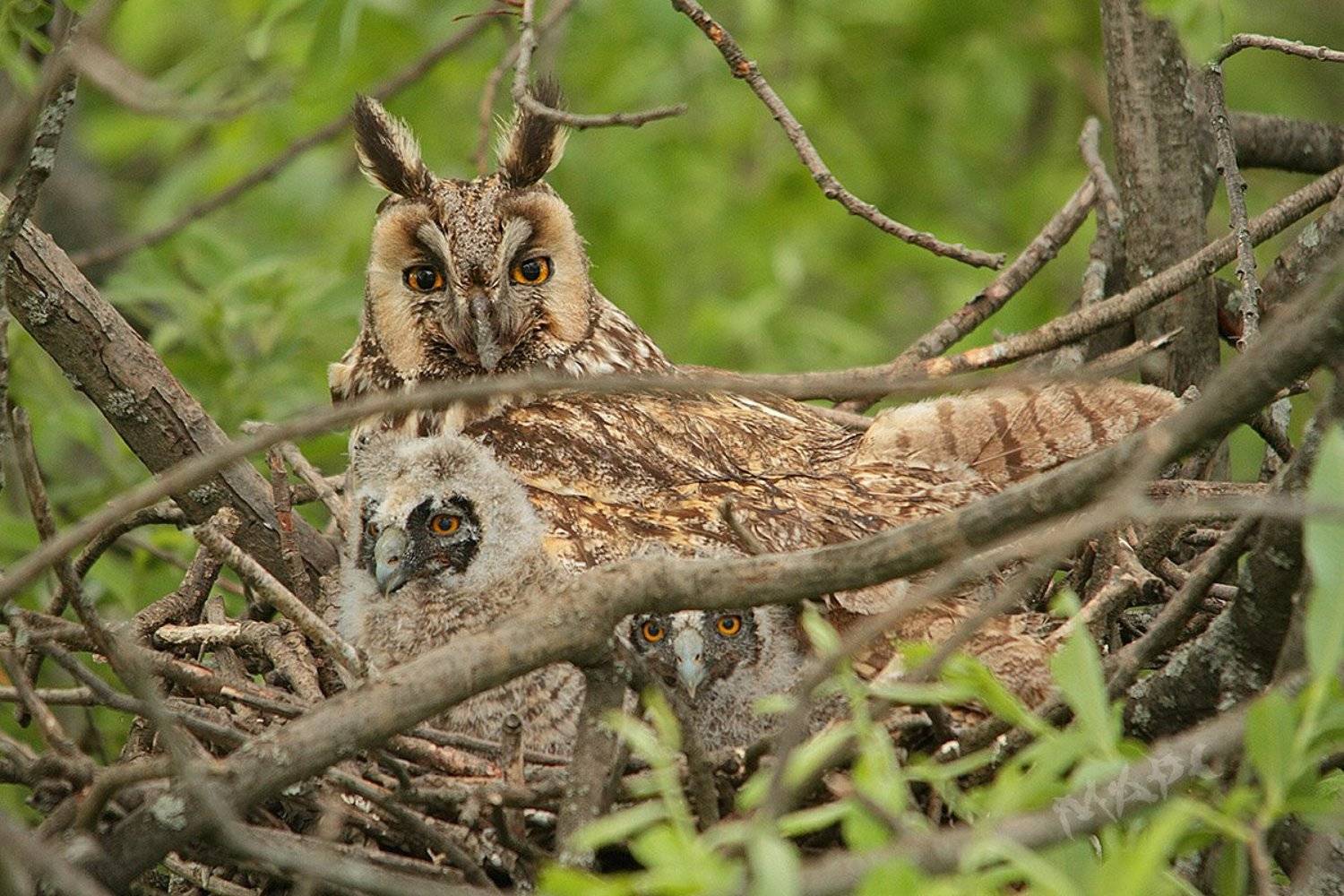 животные птица ушастая сова птенцы гнездо лето, Шангареев Марс