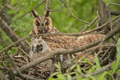 Семейный портрет