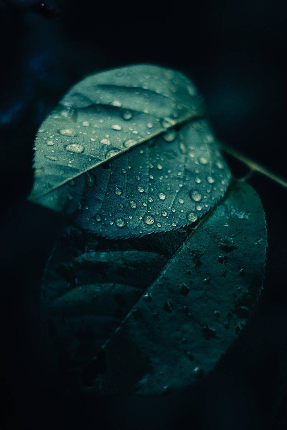 , Александр Фанковин