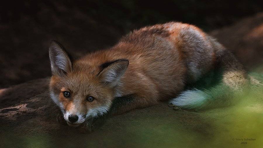 , Валерий Субачев