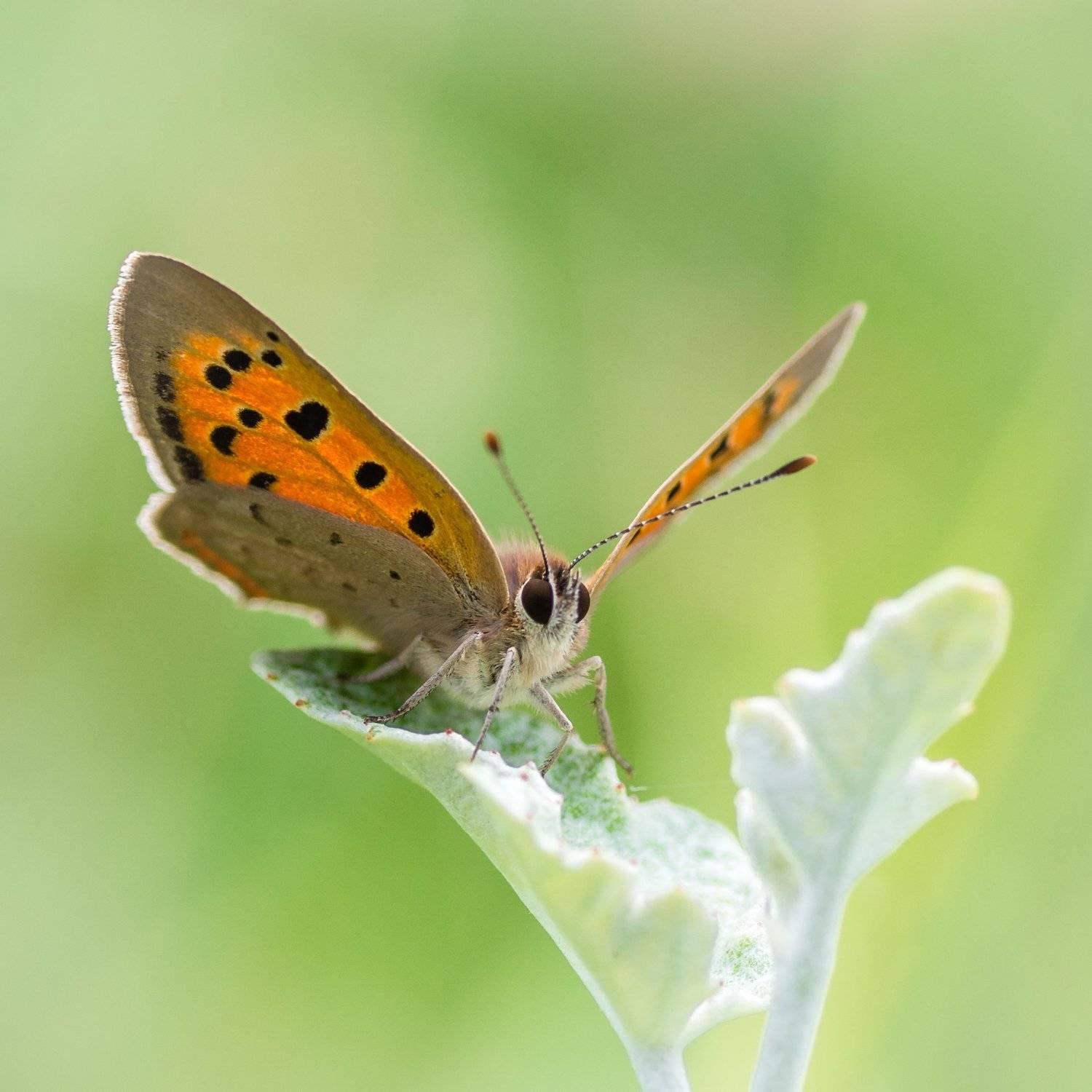 , Maciej Werbliński