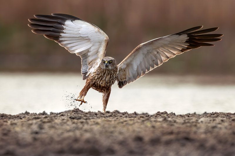 Błotniak stawowy, ptak, drapieżnik, ptak drapiezny Błotniak stawowy фото превью