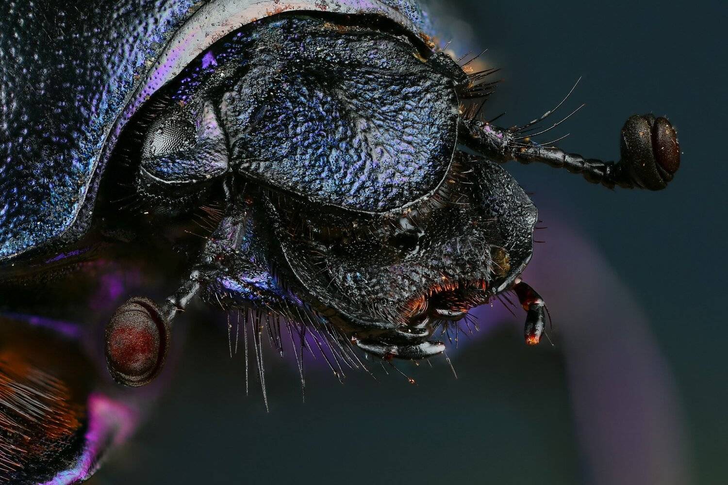 жук,макро,природа,усы,цвет,глаза,портрет,фиолетовый, Андрей Шаповалов