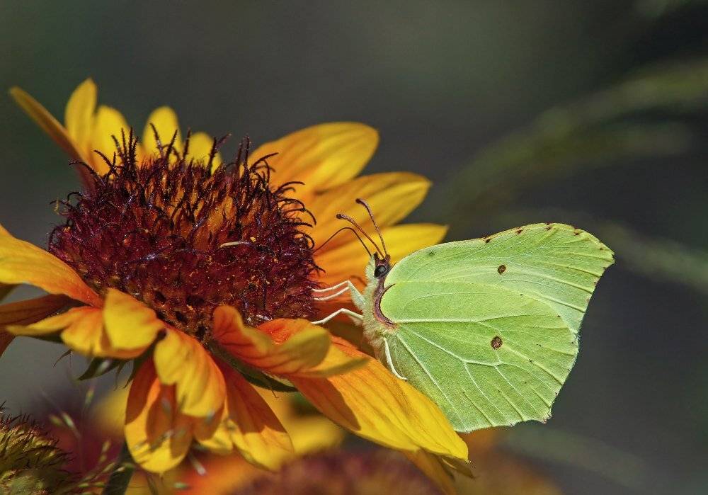 Бабочка, лимонница, Чепленко Алексей