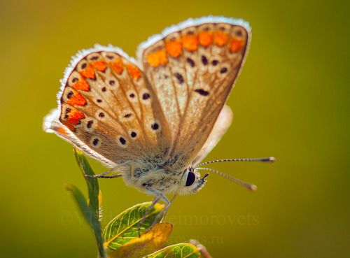 The gossamer-winged butterfly (Lycaenidae) / Голубянка (Lycaenidae)