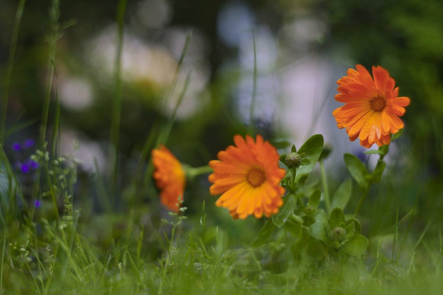 , Эдуард Колобошников