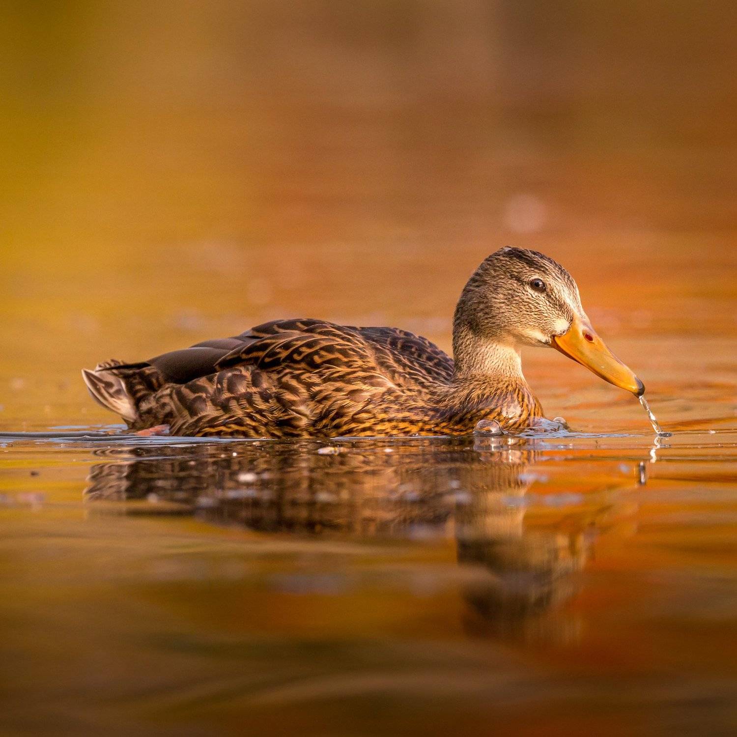 , Илья Данилов