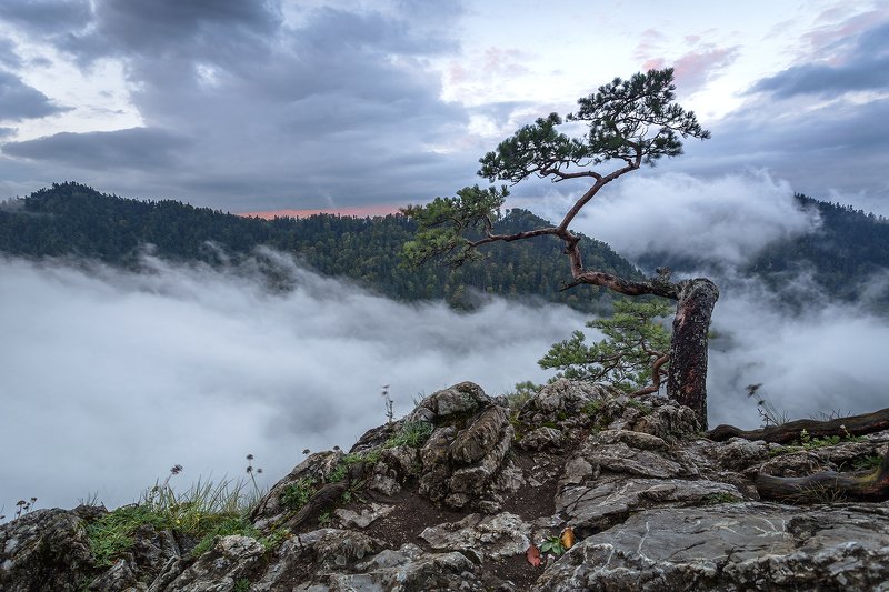 Hard Tree фото превью