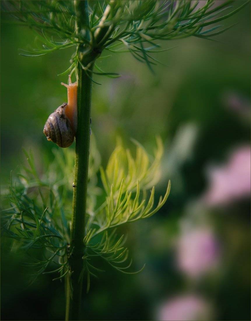 , Александр Хромеев