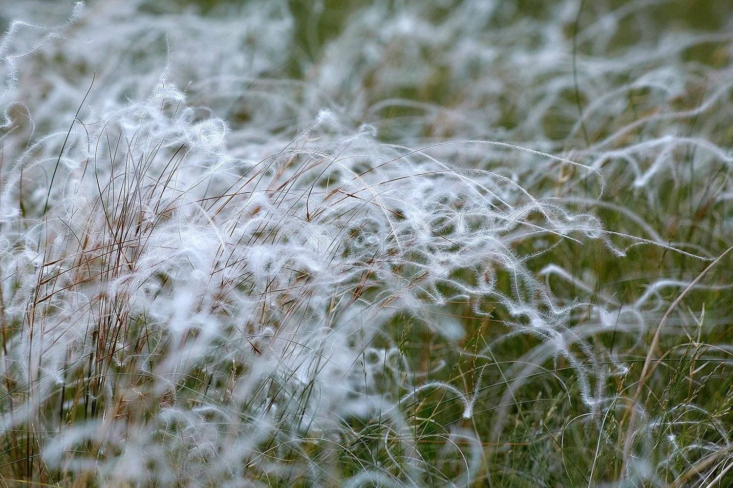 южный урал,оренбургская область, орск, новотроицк,, Качурин Алексей