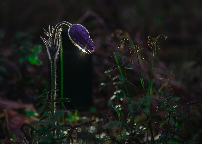 Сон-трава фото превью