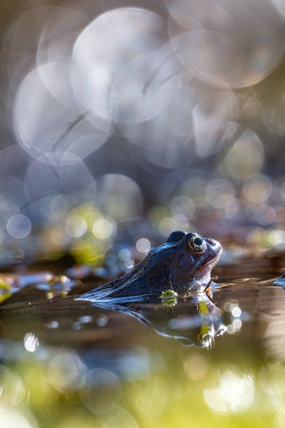 macro, bokeh, vintage lens, nature, frog, fauna, Sylwia Grabinska