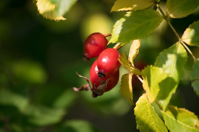природа, ягоды, цветы, тепло, зелень ... фото превью