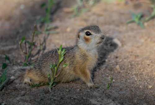 Милый зверёныш..