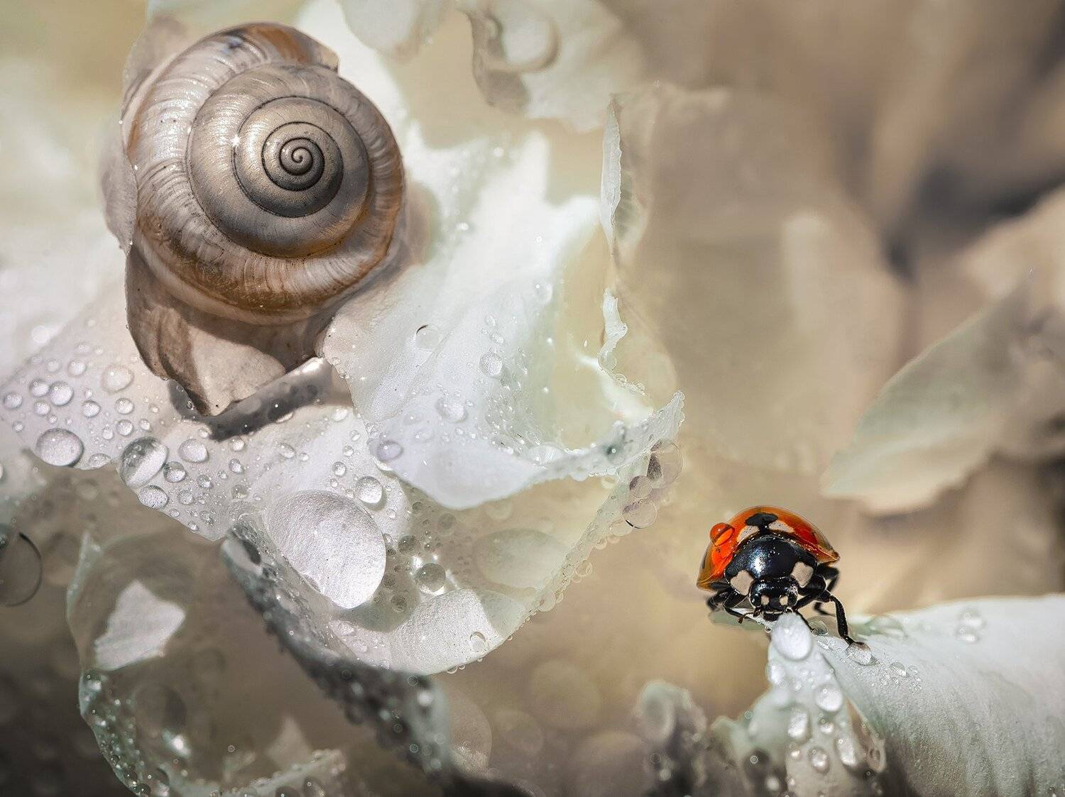 природа, макро, весна, цветы, пион, улитка, жук, божья коровка, капли воды, белый, Неля Рачкова