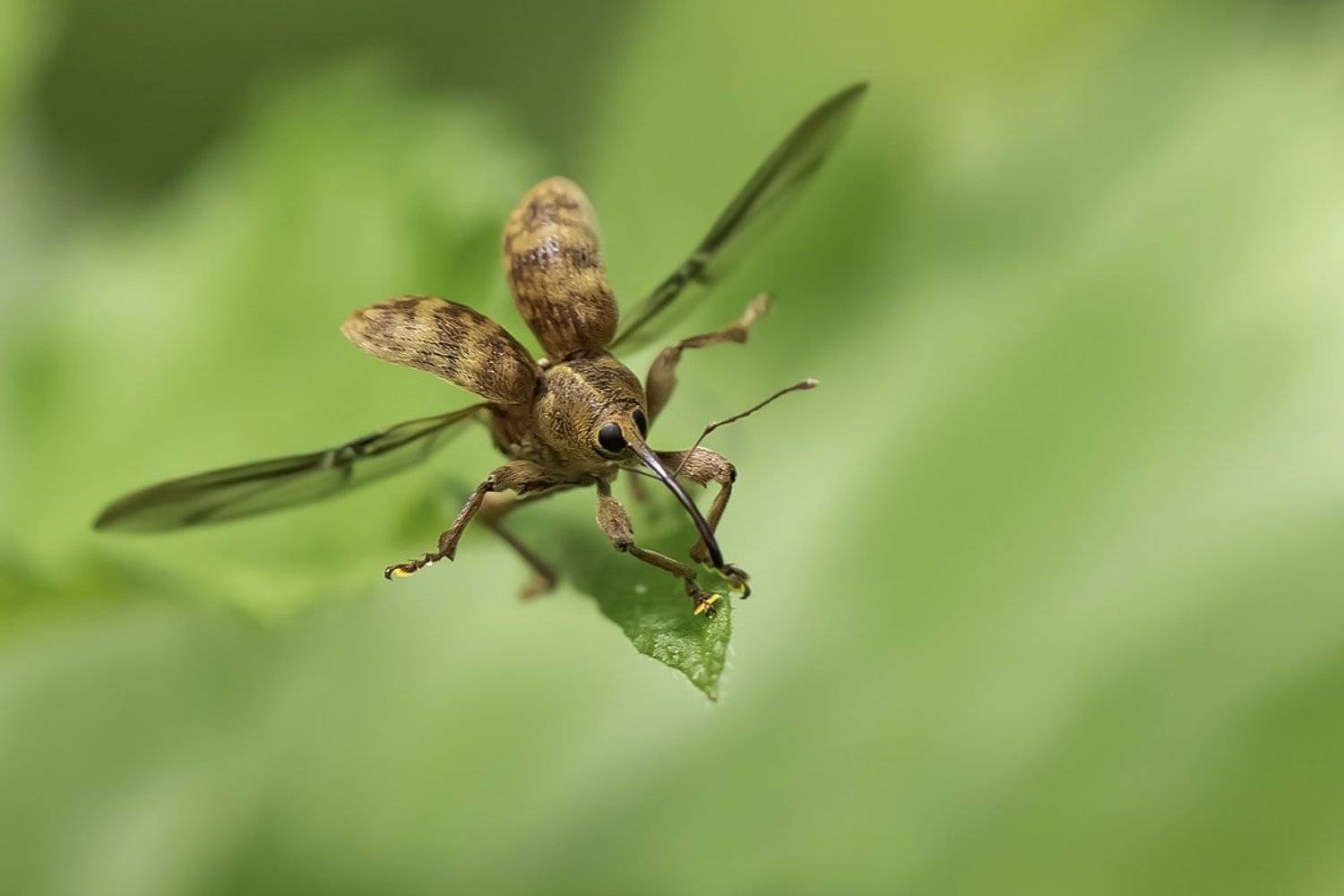 долгоносик, крылья, полёт, Наталия Сытина