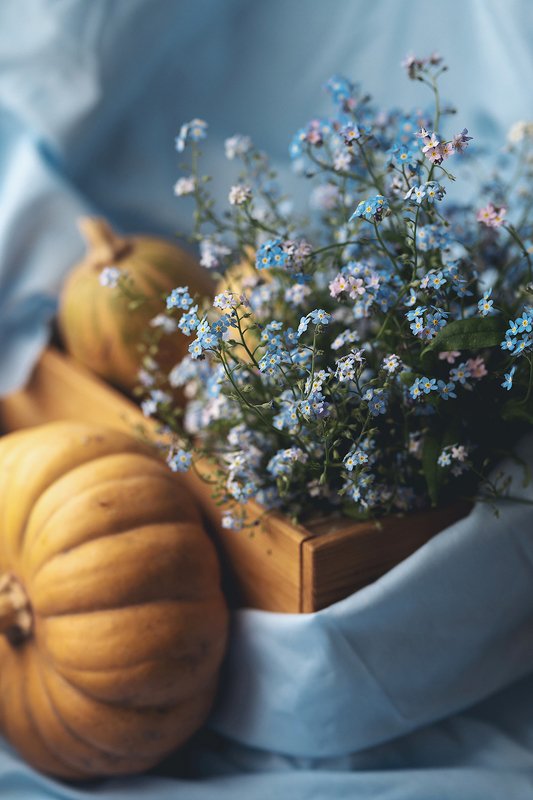 натюрморт, незабудки, лето Незабудки фото превью