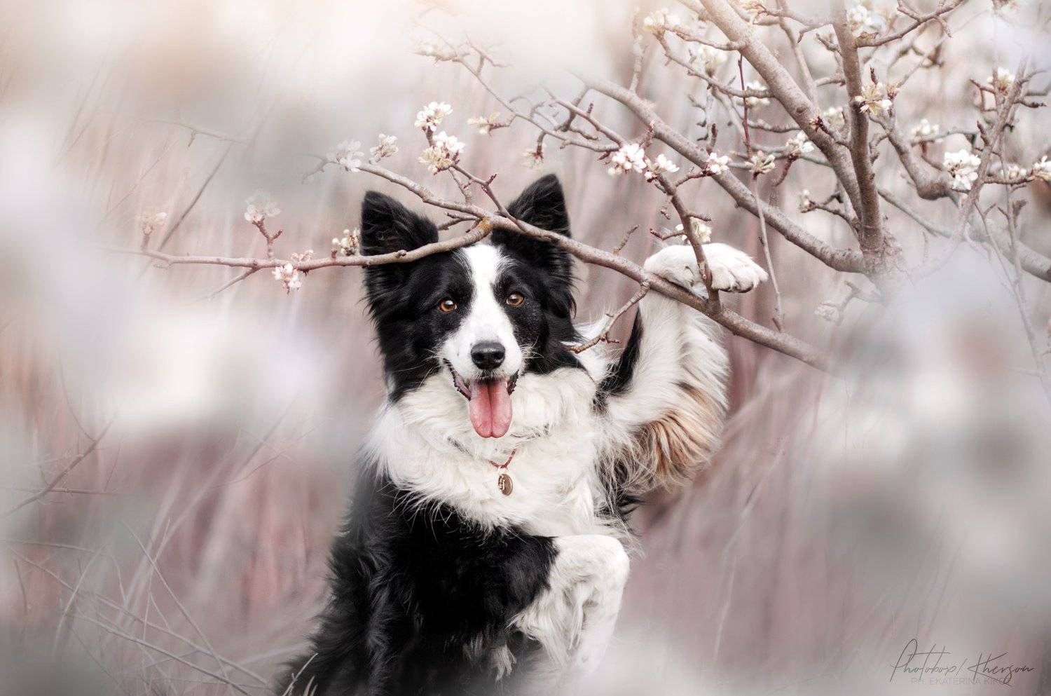 собака, анималистика, портрет, весна, Екатерина Кикоть