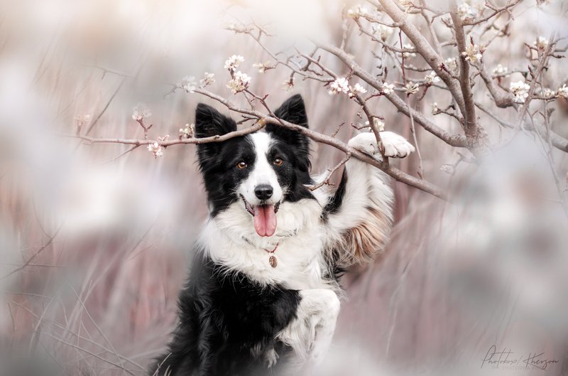 собака, анималистика, портрет, весна Бордер колли фото превью