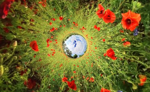 Field poppies