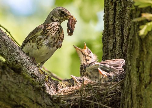Многодетное гнездо дроздов-рябинников