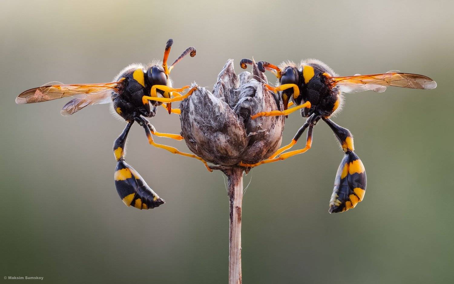 макро,стекинг,индустар-90у,утро,оса, Максим Сумской