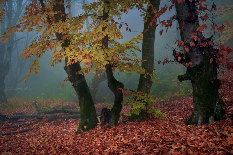 Вспоминая осень... фото превью