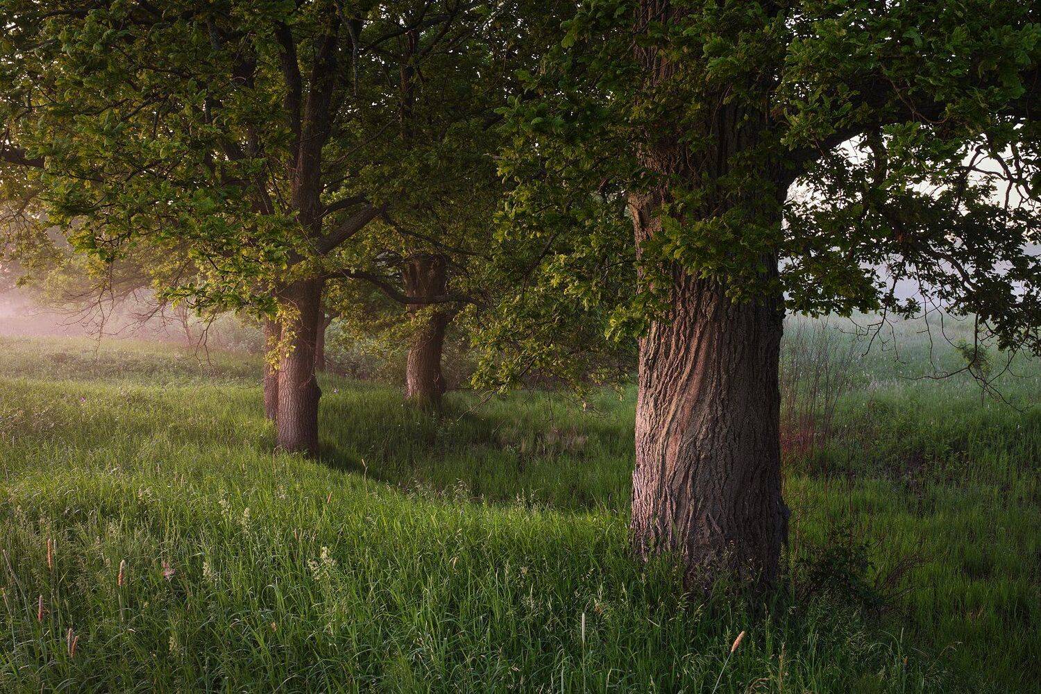 деревья, дубы, лес, утро, свет, Григорий Бельцев