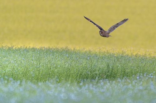 Hunting Long-eared Owl